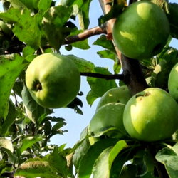 Granny Smith apples growing on a tree