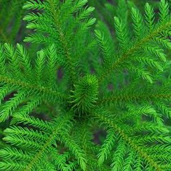 Norfolk pine viewed from above