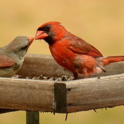 male cardinal feeding female