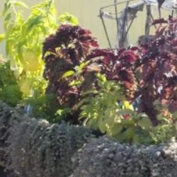 Mini Herb Garden