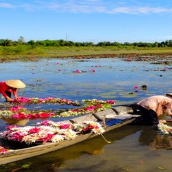 people harvesting water lily flowers