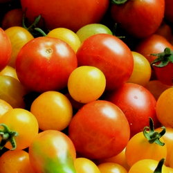 colorful cherry tomatoes