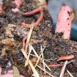 Worm composting