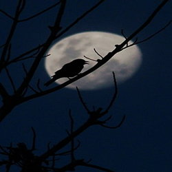 Crow in a tree backed by the moon