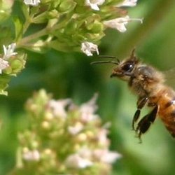 honeybee landing on flowers