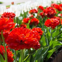 Curbside row of red flowers