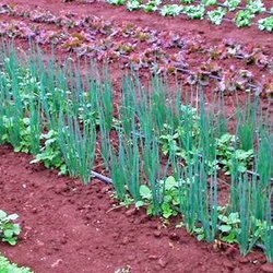 Vegetable garden