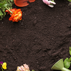 Colorful Flowers and Pots on Fertilizer
