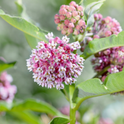 Pink Milkweed