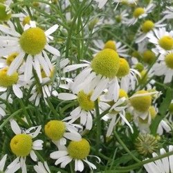 Chamomile flowers