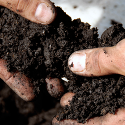 Two Hands Holding Soil