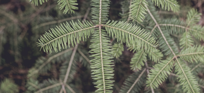 branch of a fir tree