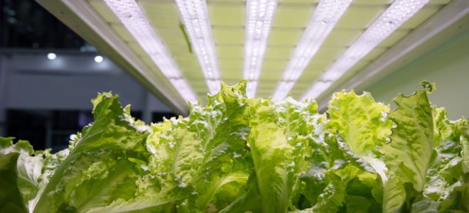 lettuce growing under lights
