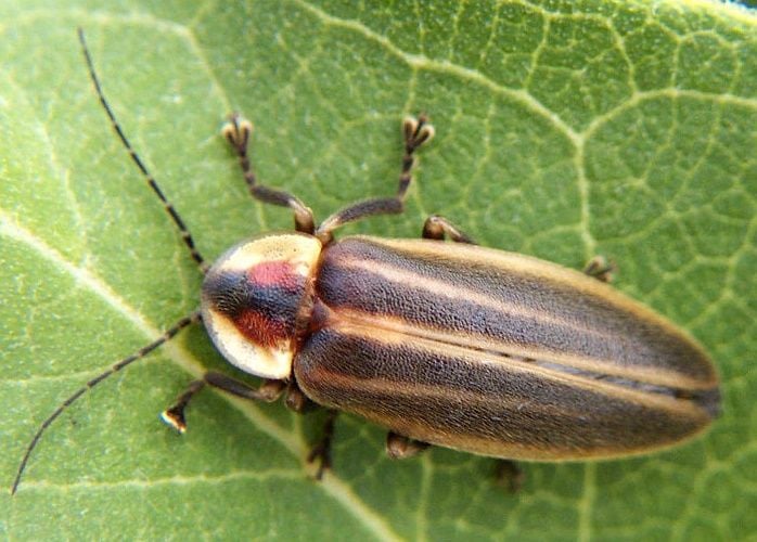 Firefly decline: Insects decline as development destroys habitat