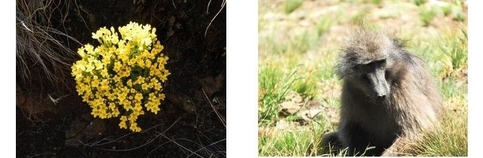 yellow flower in first image and baboon in second