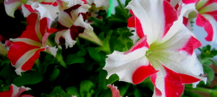 White and red striped petunias