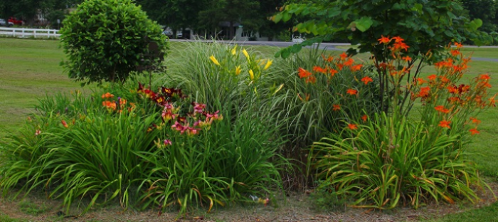 Small garden bed with daylilies and small trees