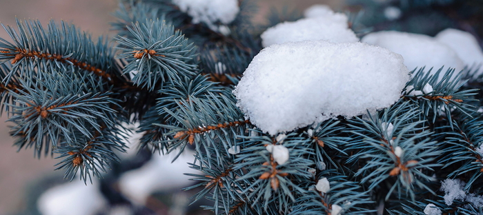 Snow sitting on the branches of a blue conifer.