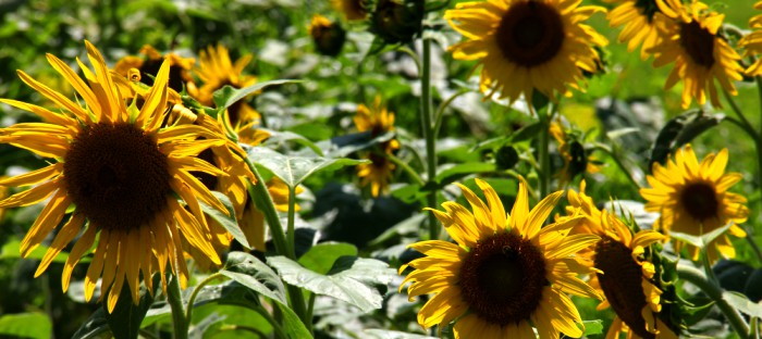 The History And Uses Of Sunflowers Dave S Garden