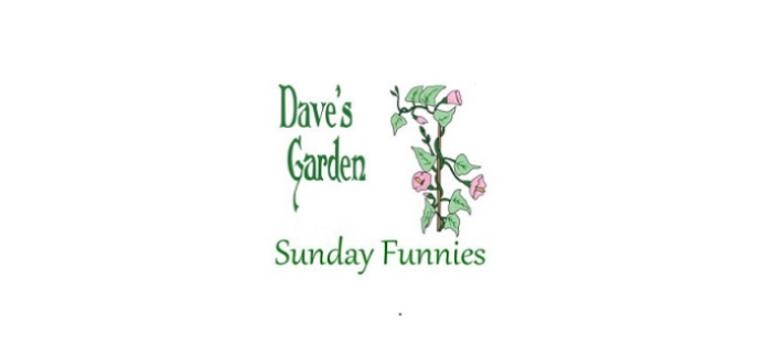 dave's garden vine and logo