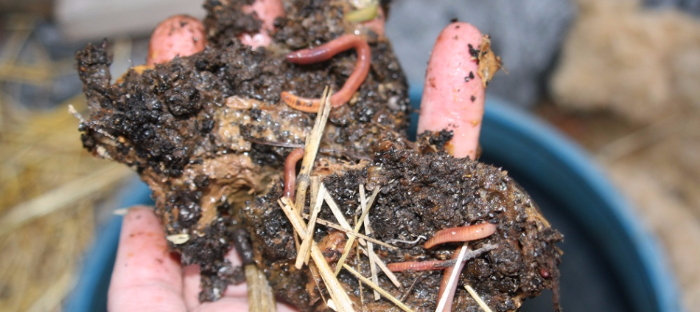 Worm composting