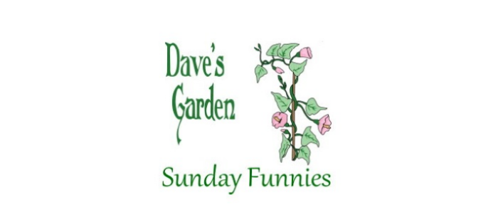 Dave's Garden vine and logo