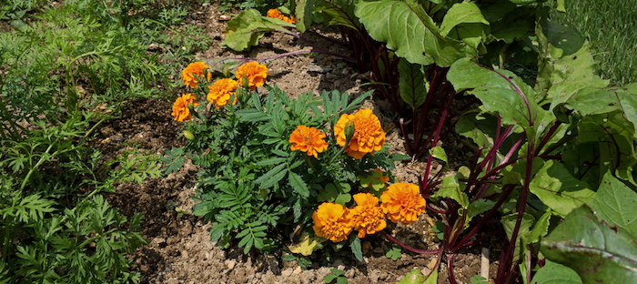 Image of Marigolds companion plant for citronella