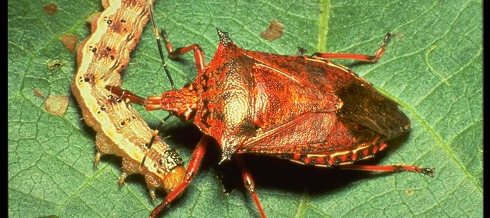 7 Bugs in the Ozarks That Will Make You Shiver