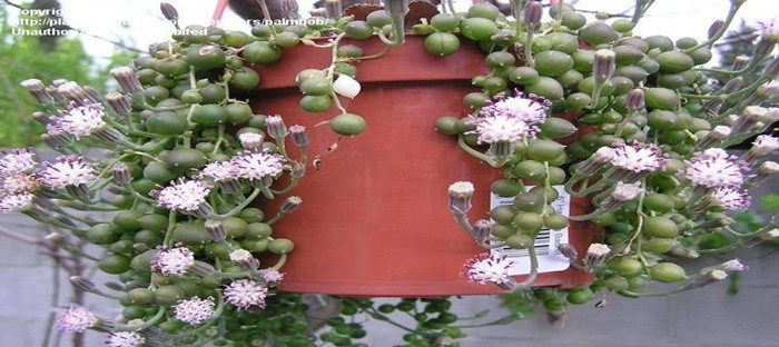 Hanging pot with blooming string of pearls