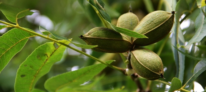 pecans growing on a tree