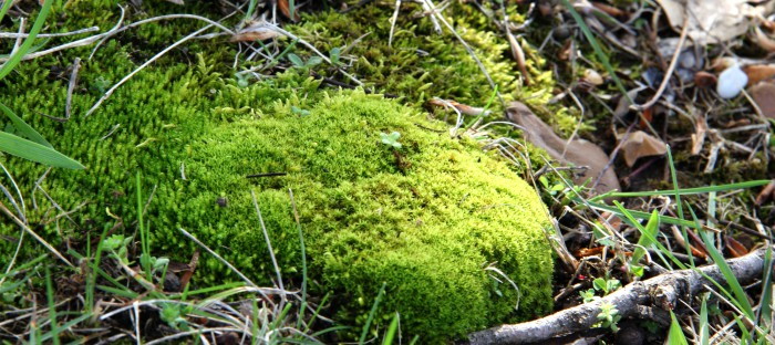 Growing Moss With Buttermilk!  Growing moss, Shade garden plants