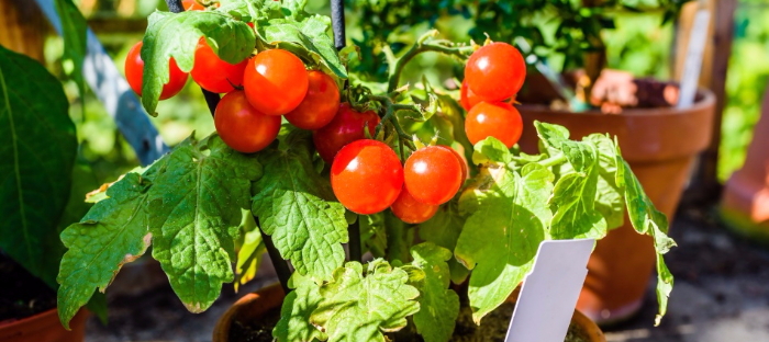 cherry tomatoes in containers