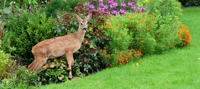 Oh Deer Learning About Deer Resistant Plants Deer Deterrents