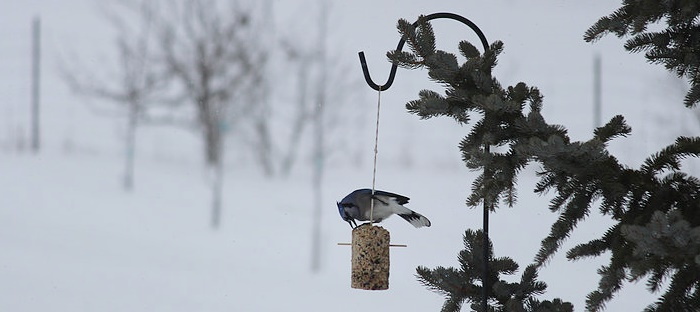 Homemade Suet For Your Winter Birds Dave S Garden