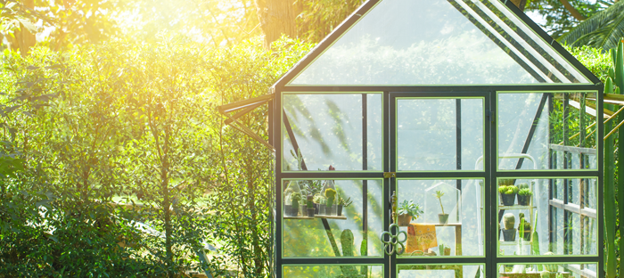 Greenhouse in the Sunlight