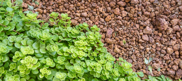 Edible Ground Cover Plants For Winter, Garden Ground Cover