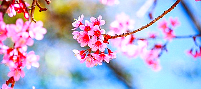 Are You Ready for Spring? - Dave's Garden