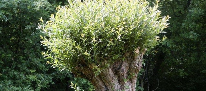 White Willow: Learning useful things - Dave's Garden