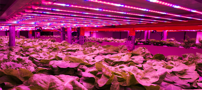 Indoor Grow Lights over Lettuce