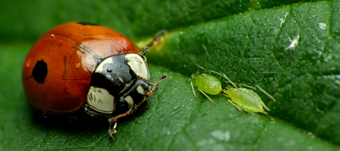 Raising Ladybugs From Indoor Larvae To, Ladybug Farm Kit