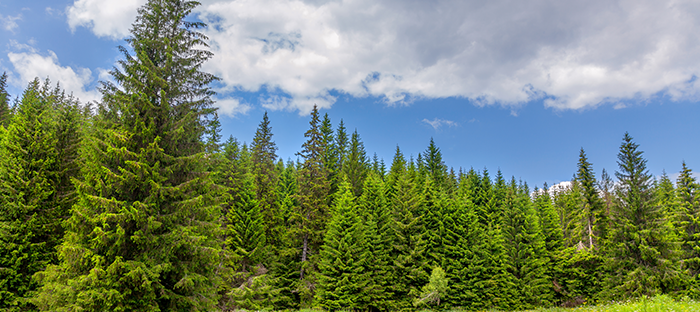 Norway Spruce Forest