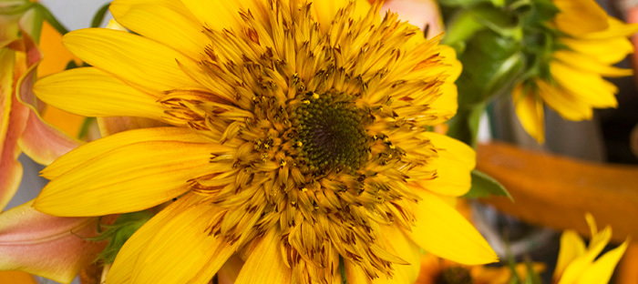 tigers eye sunflower