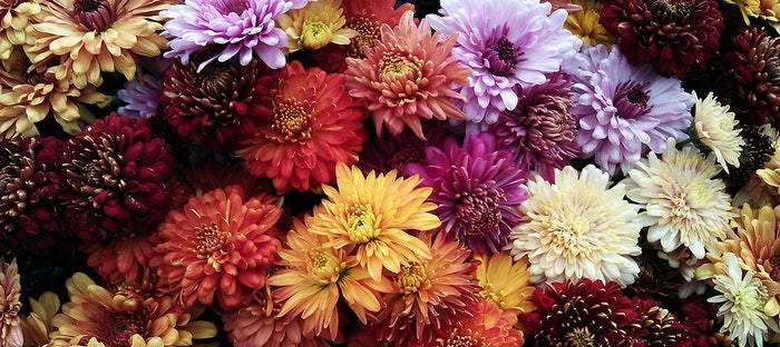 different colored chrysanthemums