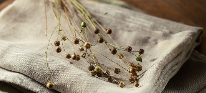 Flax is an Ancient Plant with Many Uses Today - Dave's Garden