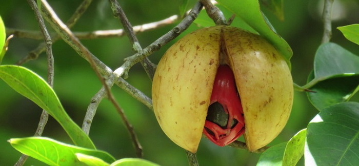 nutmeg fruit on tree