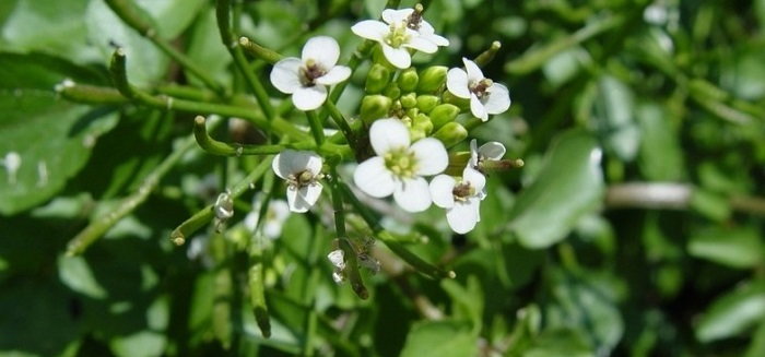 Water Cress (Nasturtium officinale), The Aromatic