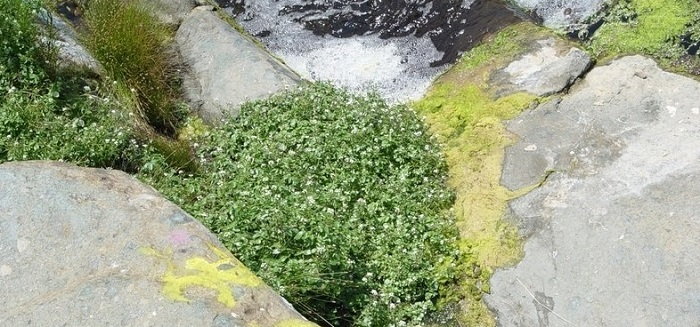 Water Cress (Nasturtium officinale), The Aromatic