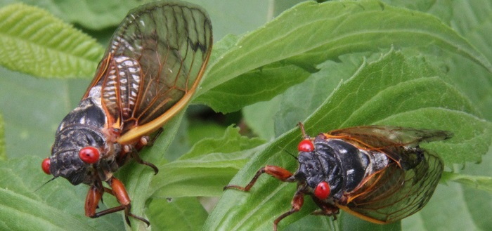 How Cicadas Disrupt The Food Web, Even Years Later