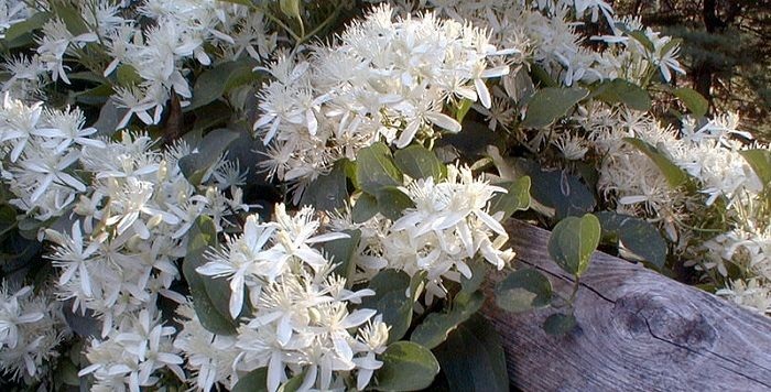 sweet autumn clematis in winter