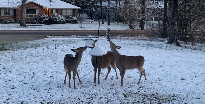 three deer at bird feeders